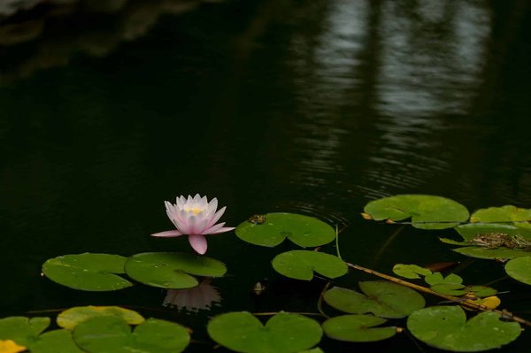 What are the most comprehensive botanical tours in Northern Ireland focusing on native plant species?